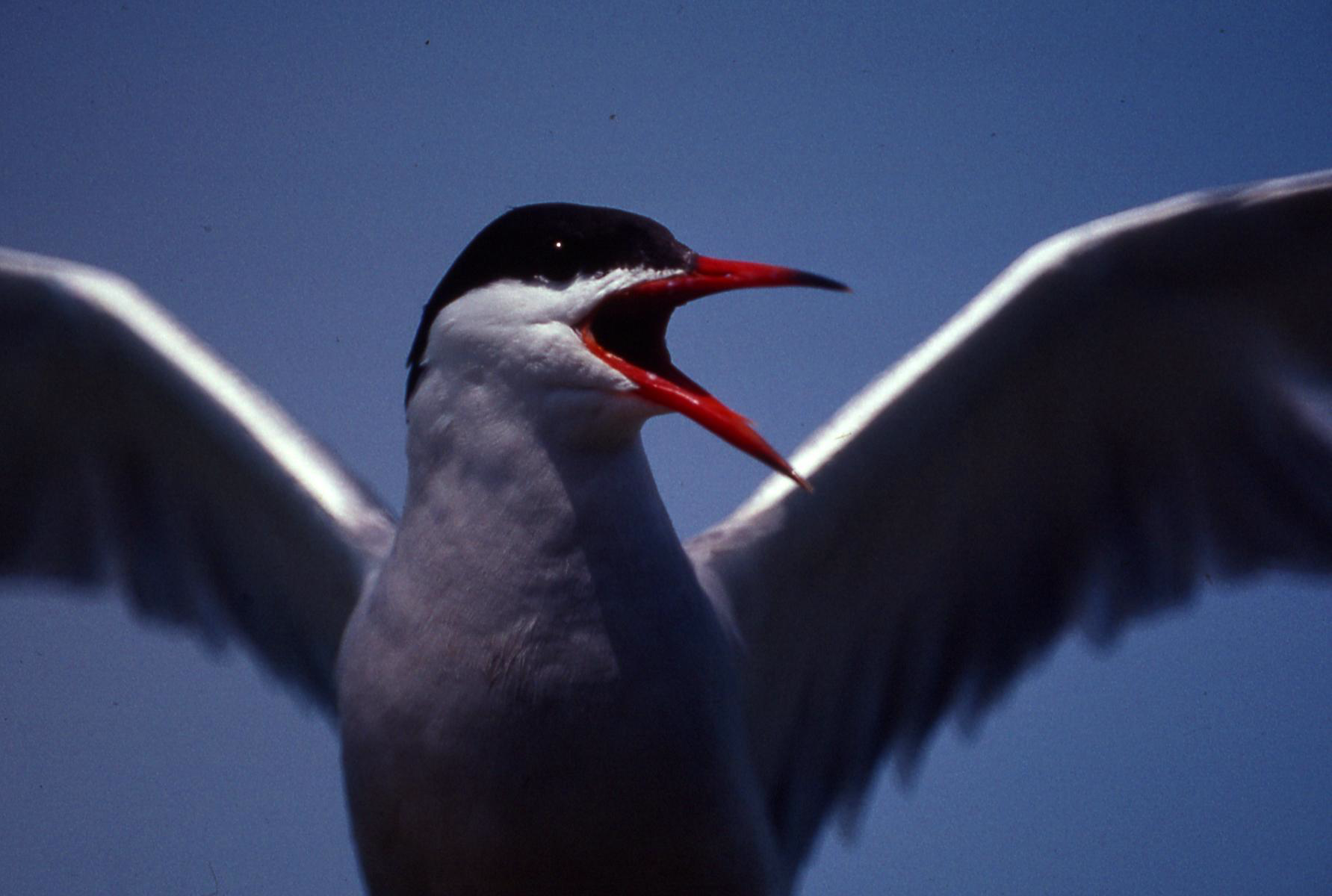 A bird flying with its beak open