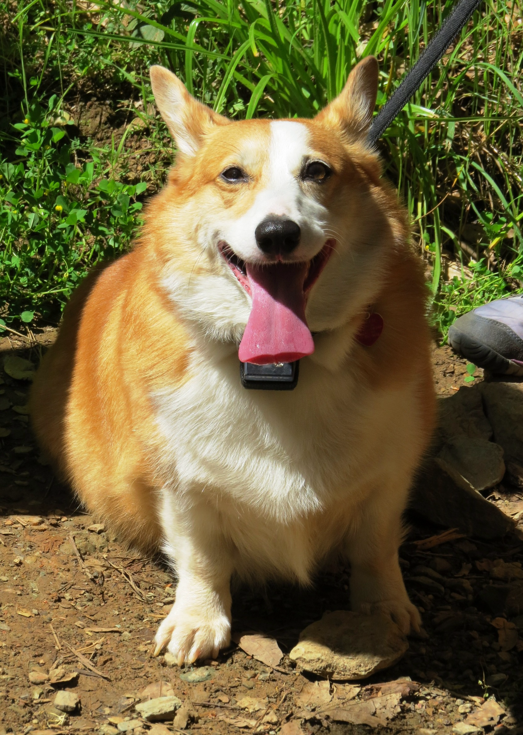 A dog smiling at the camera with its tongue sticking out